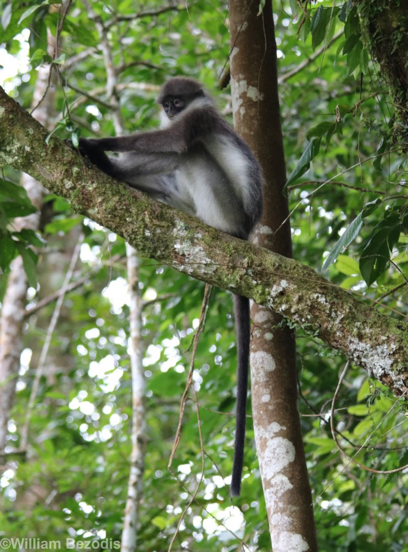 White-thighed Langur - Fraser's Hill