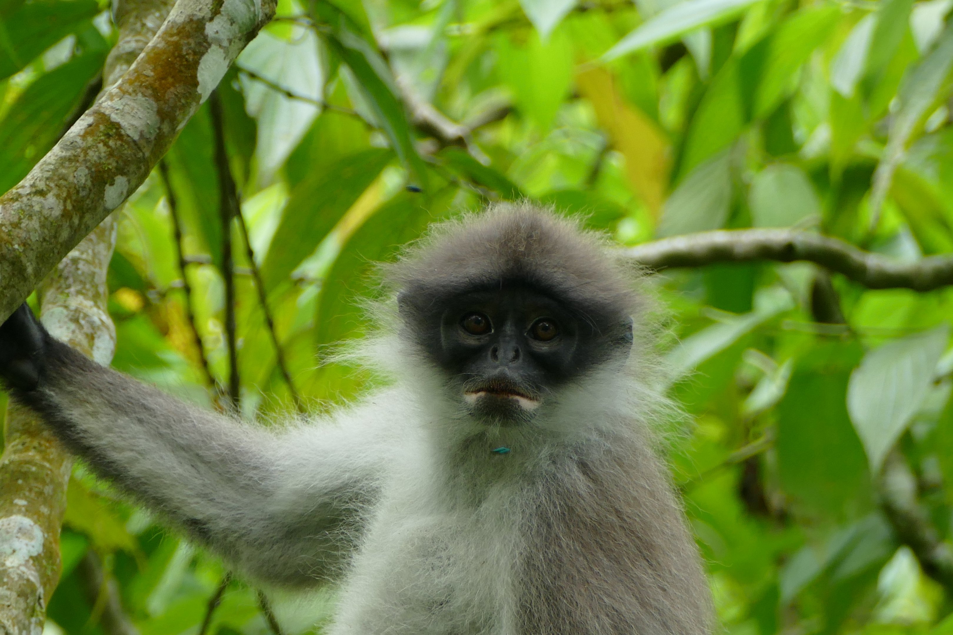 White-thighed Langur - Fraser's Hill