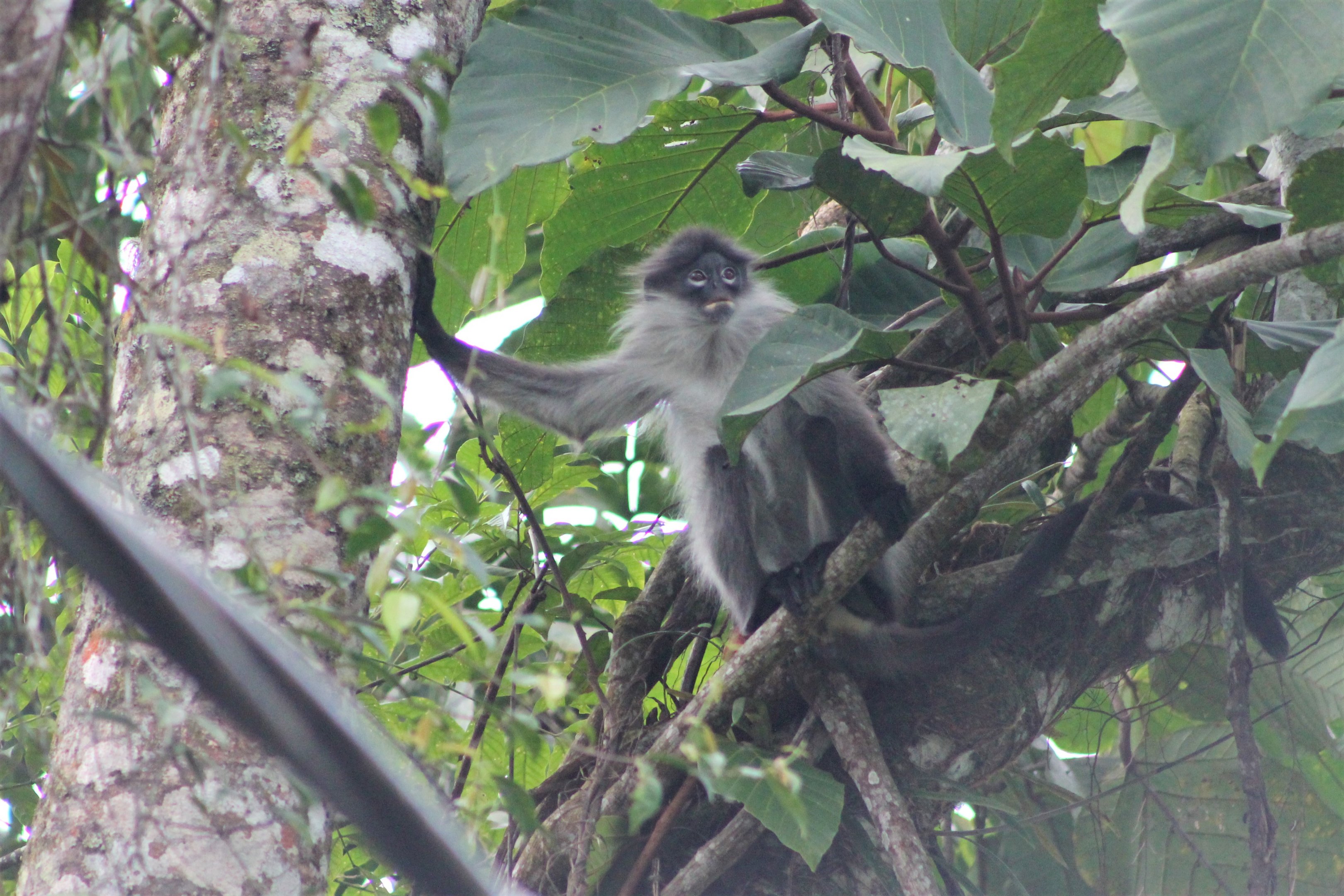 White-thighed Langur (Presbytis siamensis)