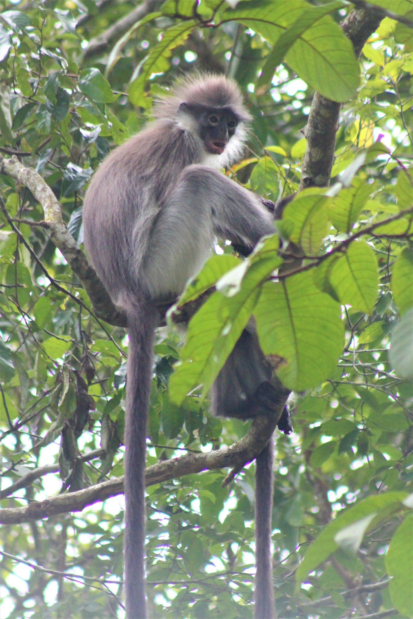 White-thighed Langur (Presbytis siamensis)