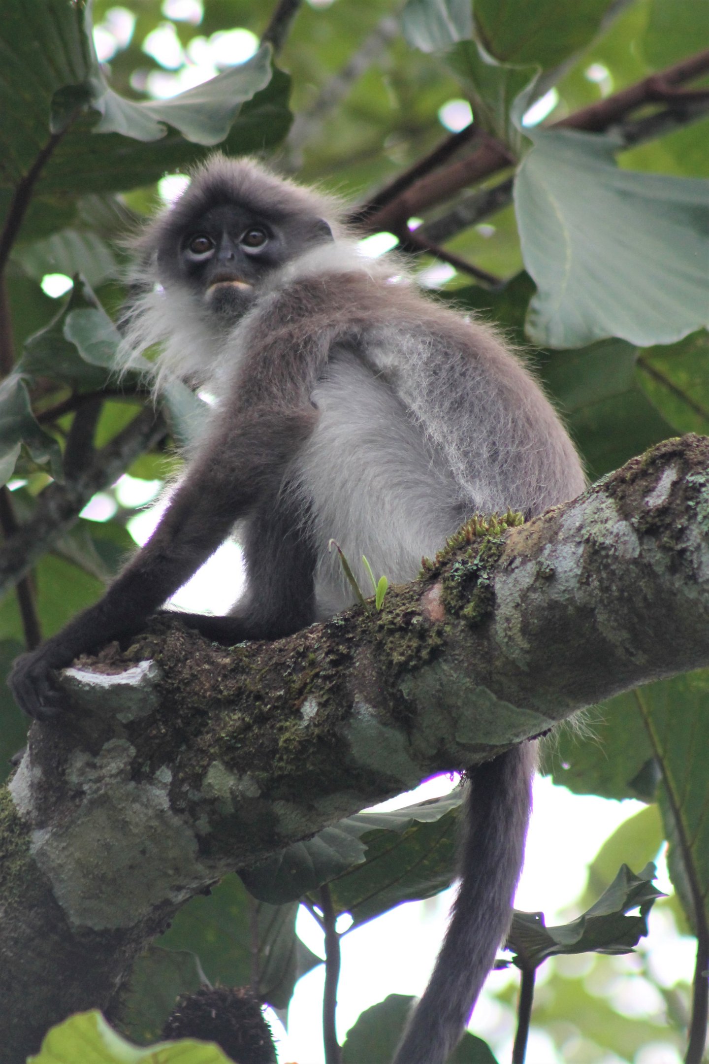 White-thighed Langur (Presbytis siamensis)