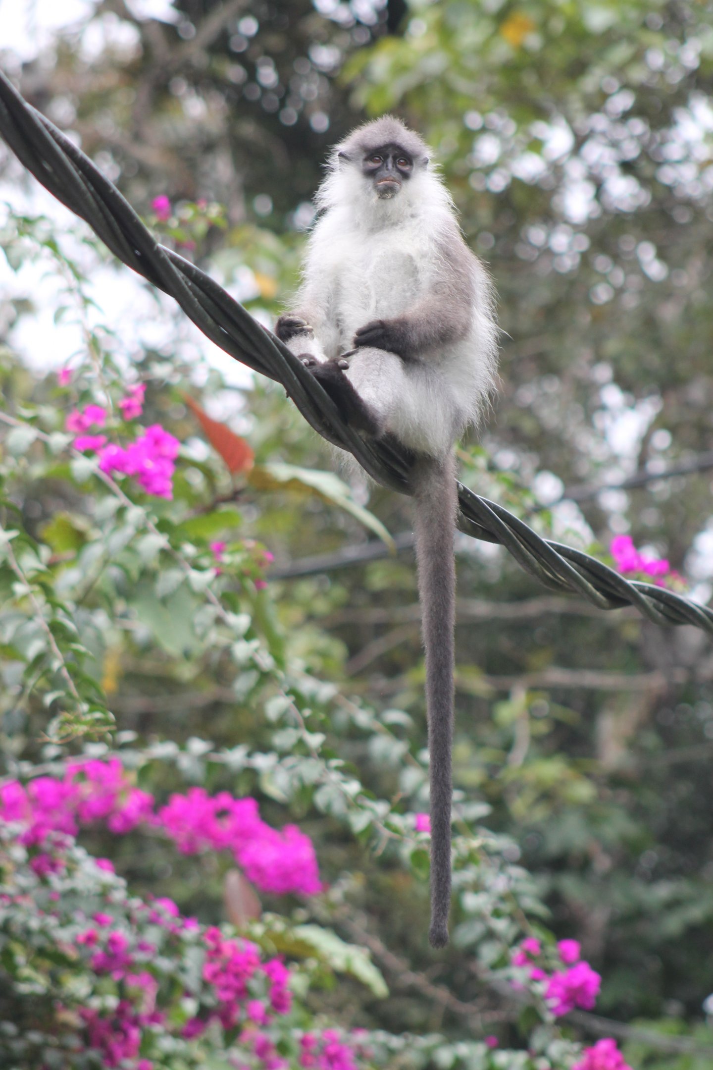 White-thighed Langur (Presbytis siamensis)