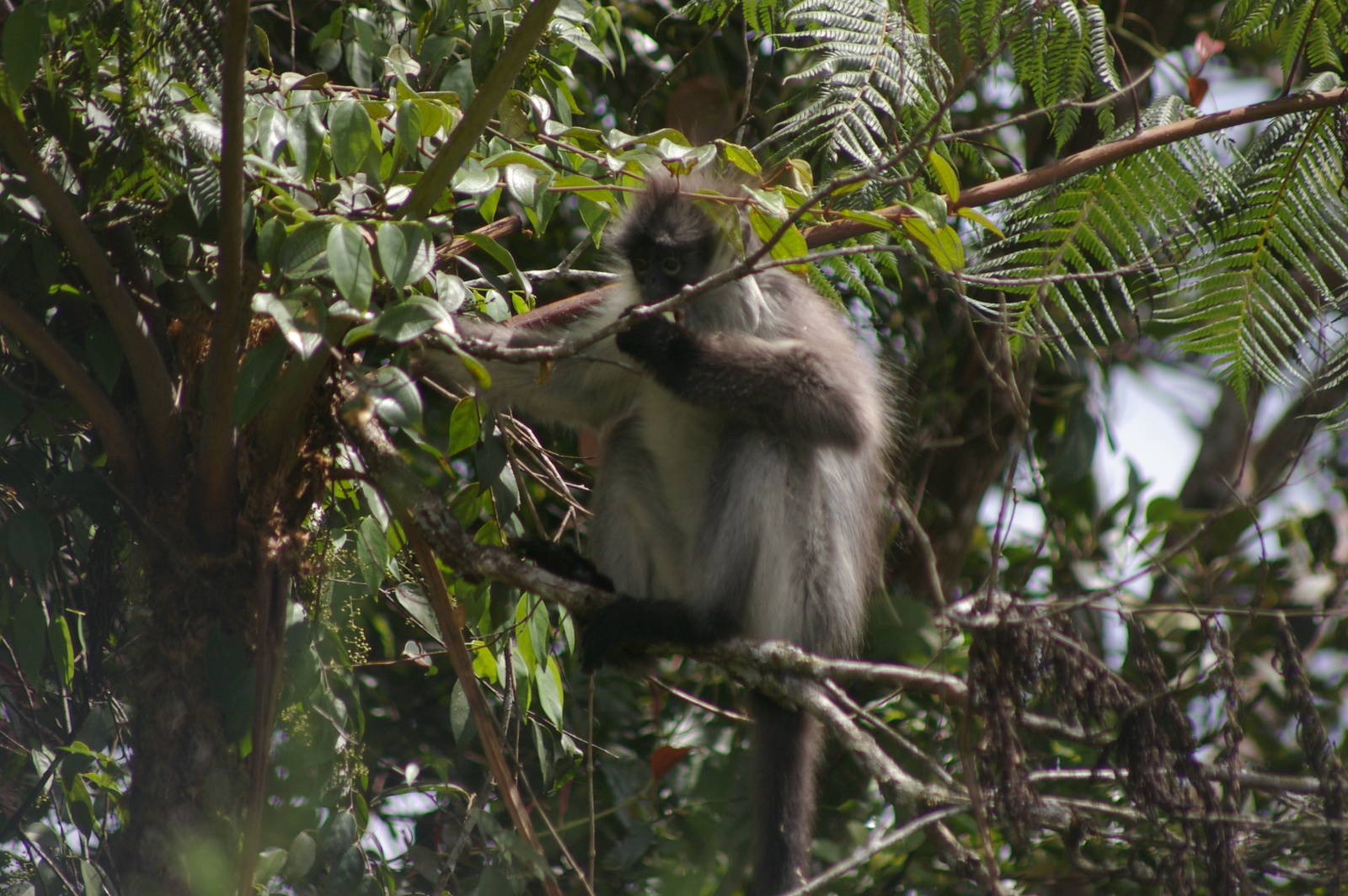 white-thighed langur (Presbytis siamensis)