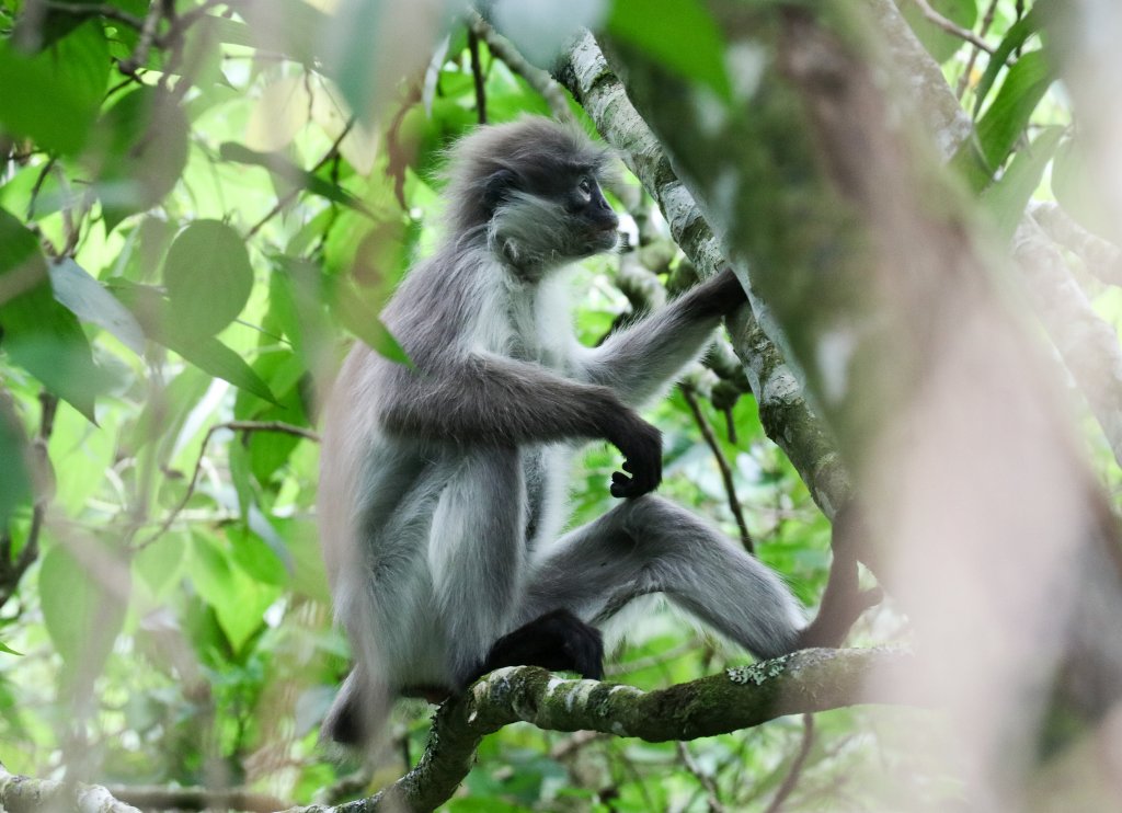 White-thighed Langur