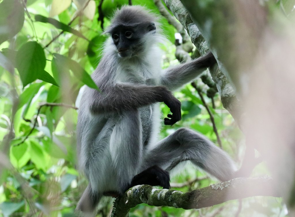 White-thighed Langur