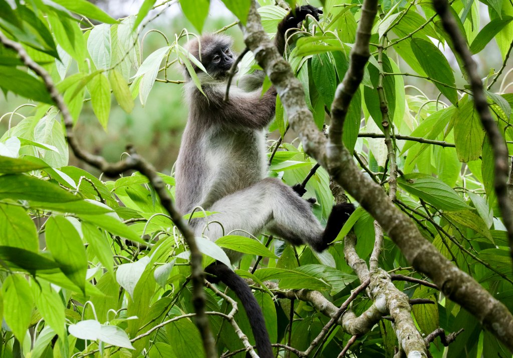 White-thighed Langur