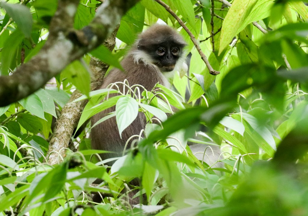 White-thighed Langur