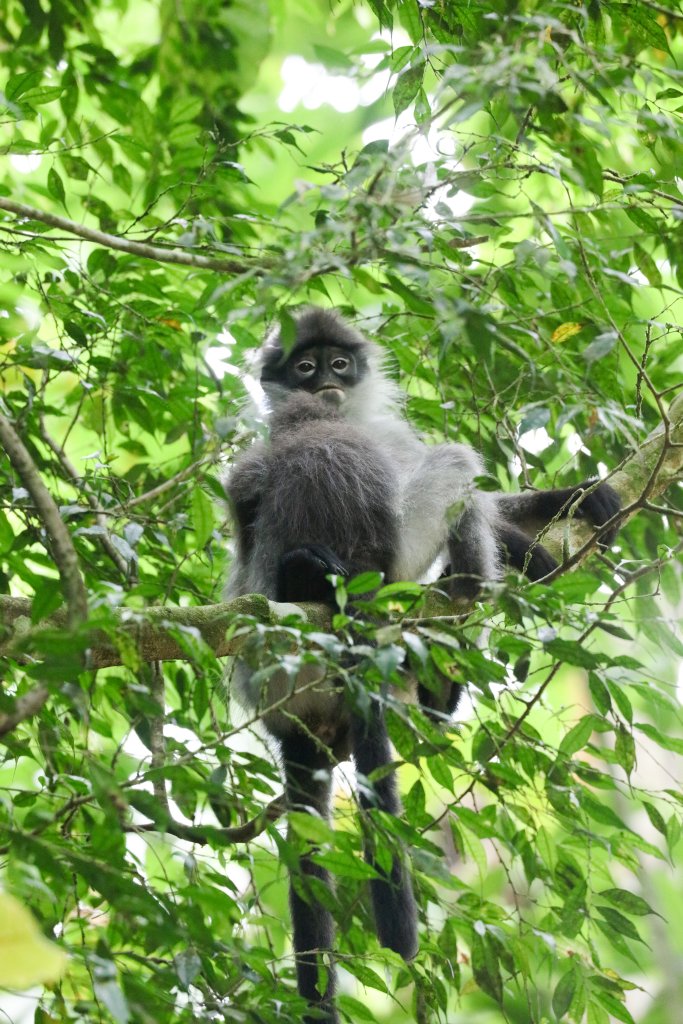 White-thighed Langurs