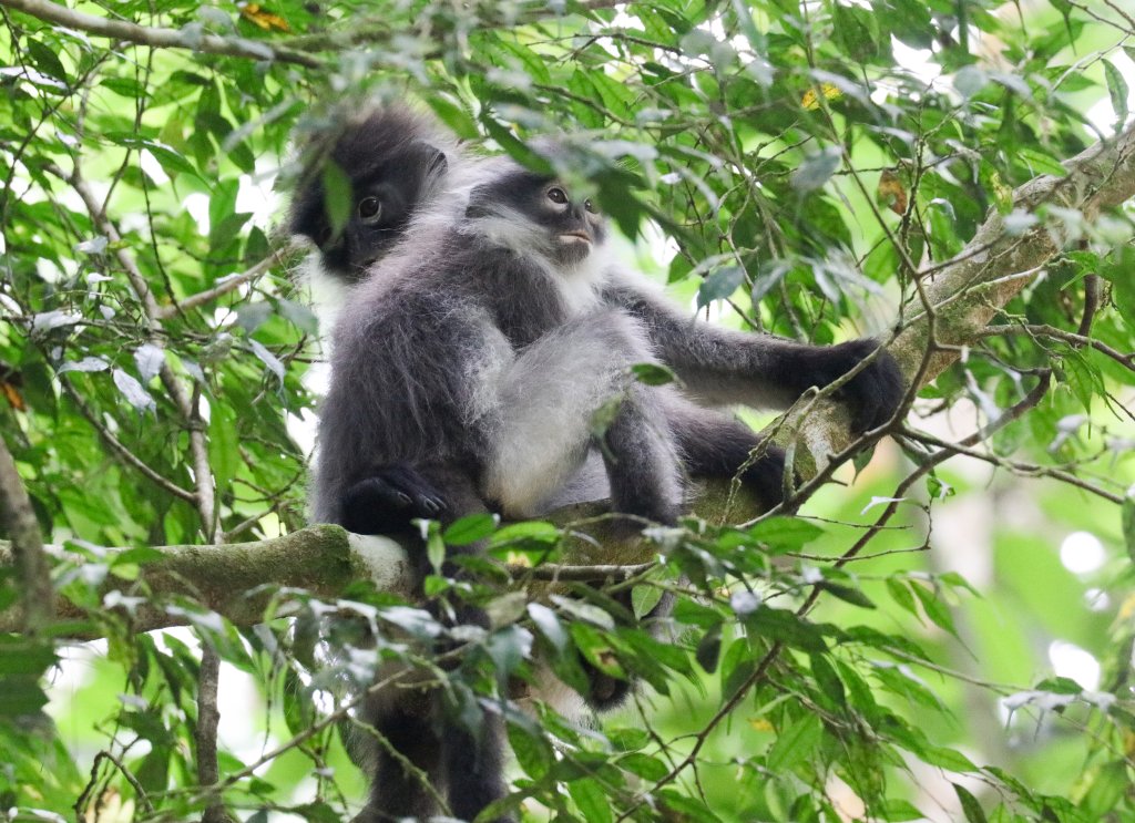 White-thighed Langurs