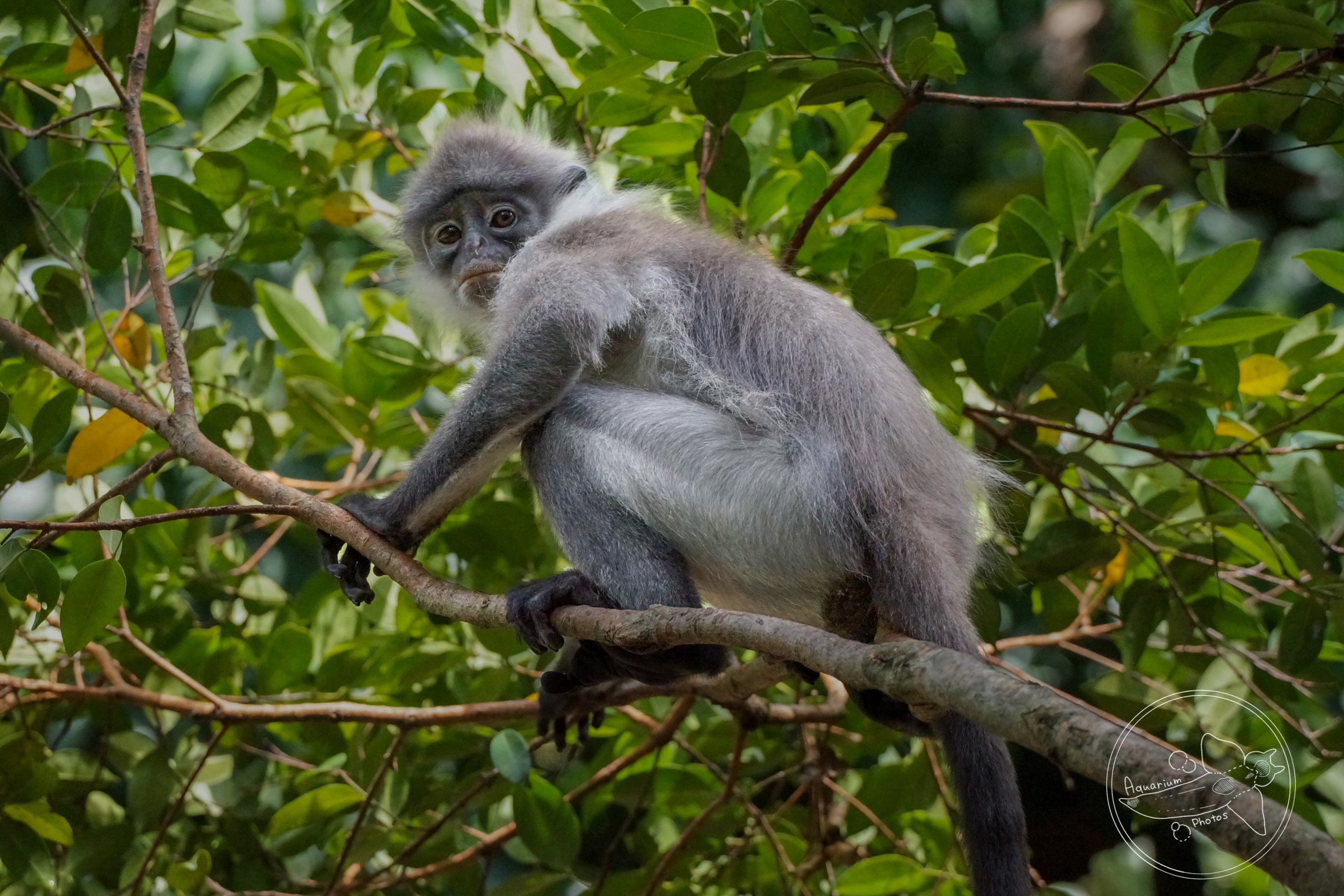 White-thighed Surili (Presbytis siamensis)
