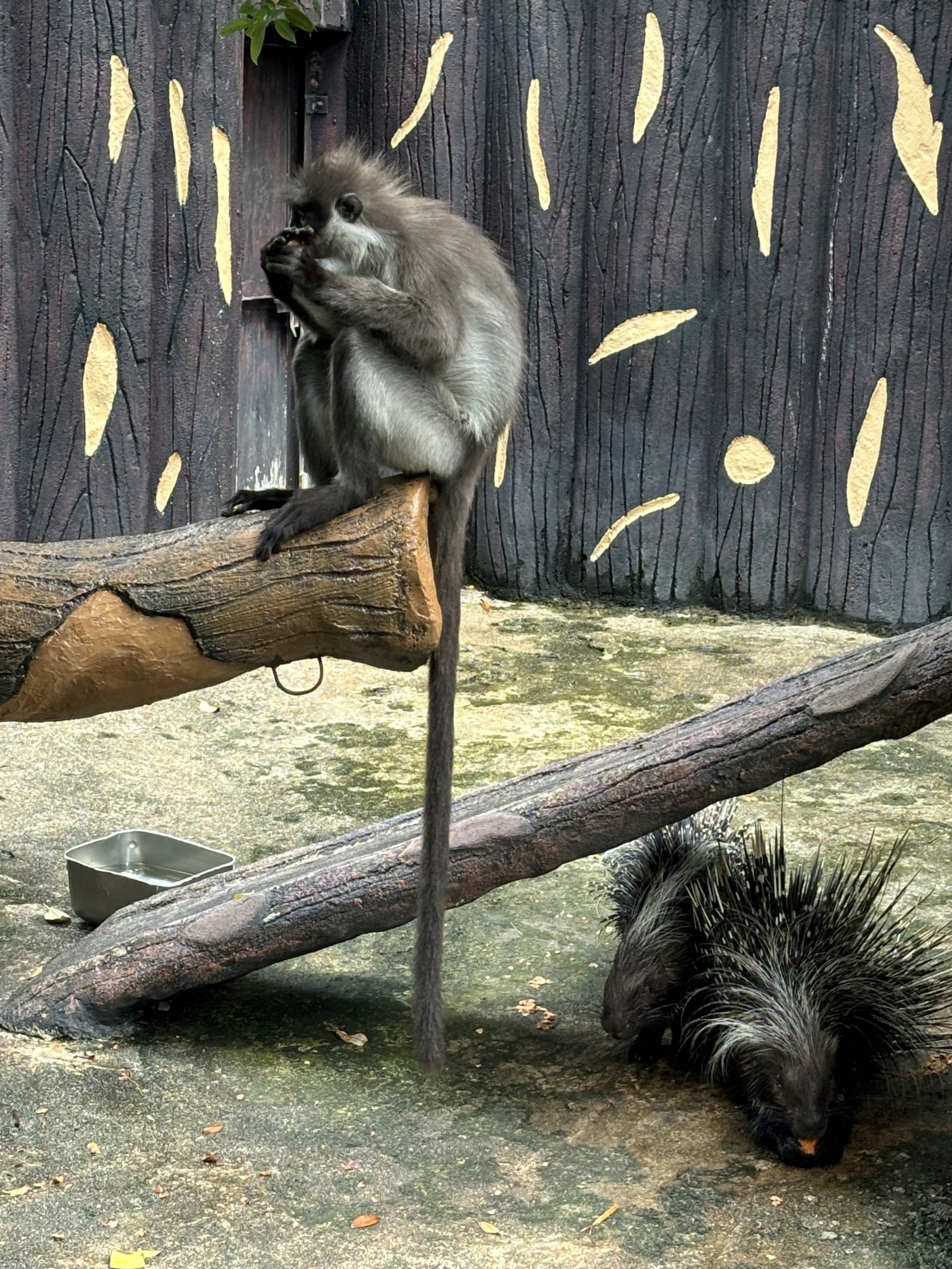 White-thighed Surili - wild