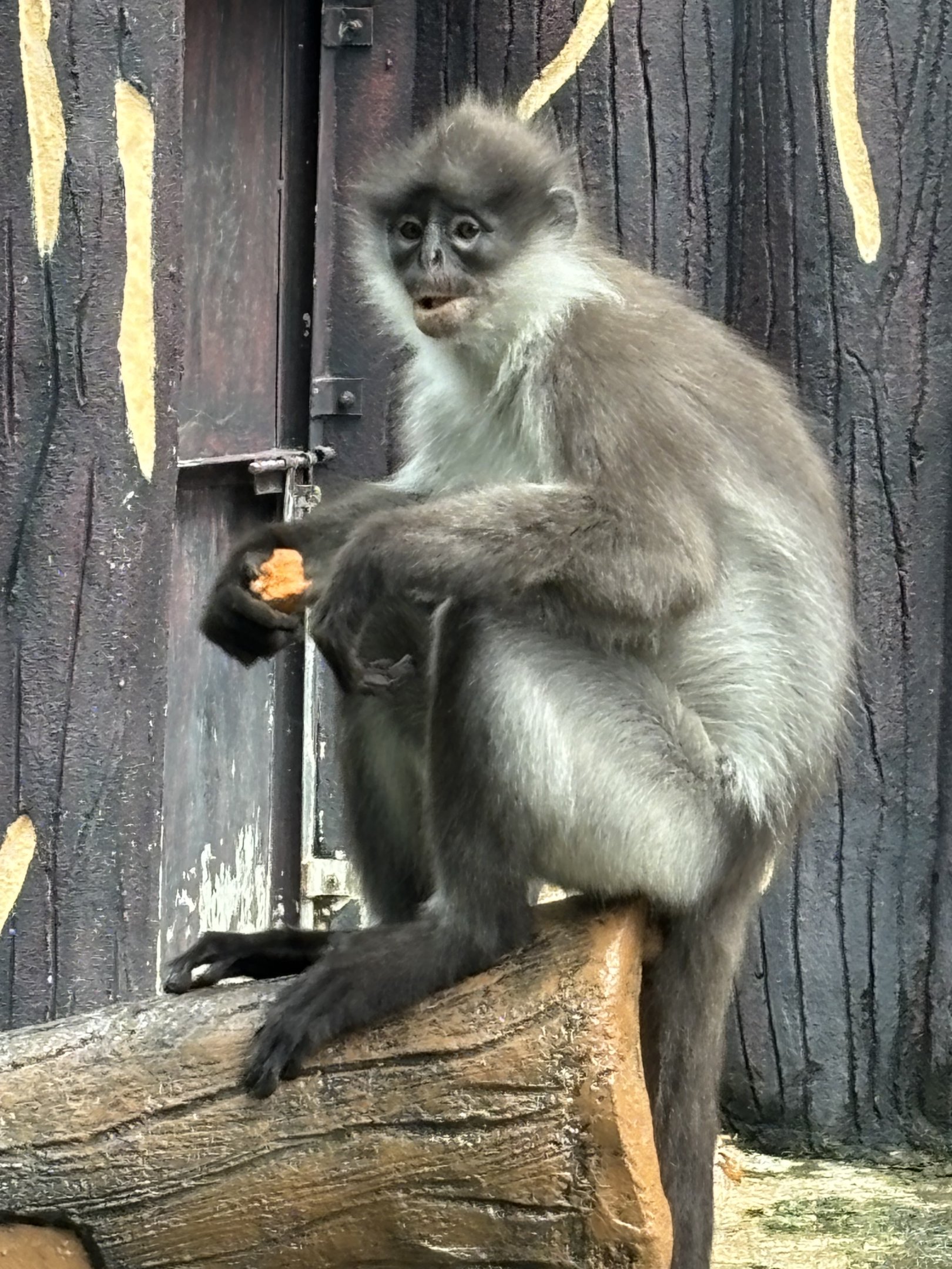 White-thighed Surili - wild