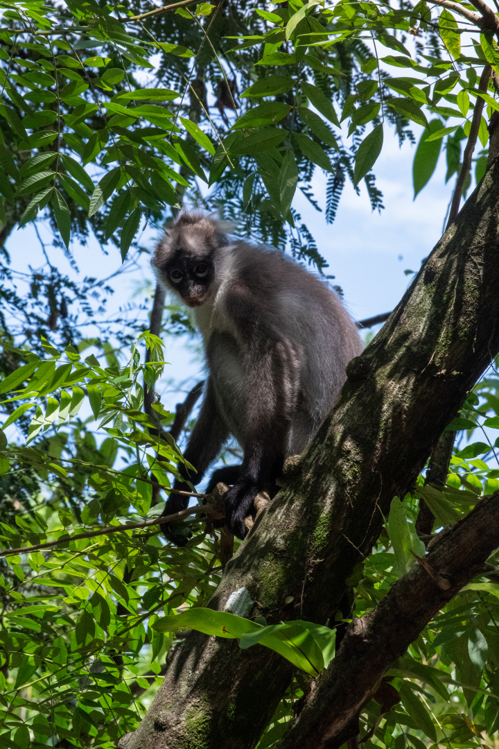 White-thighed Surili