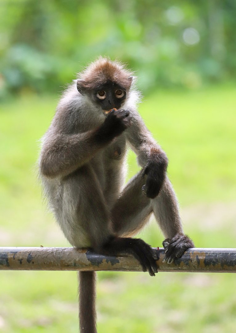 White-thighed Surili