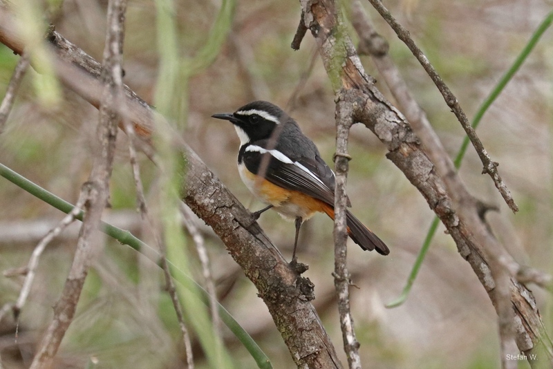 white throaded robin-chat (Cossypha humeralis)