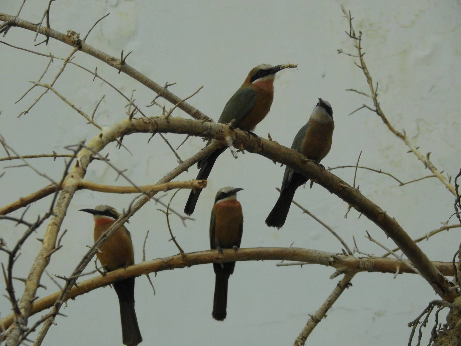 White Throated and Fronted Bee Eaters