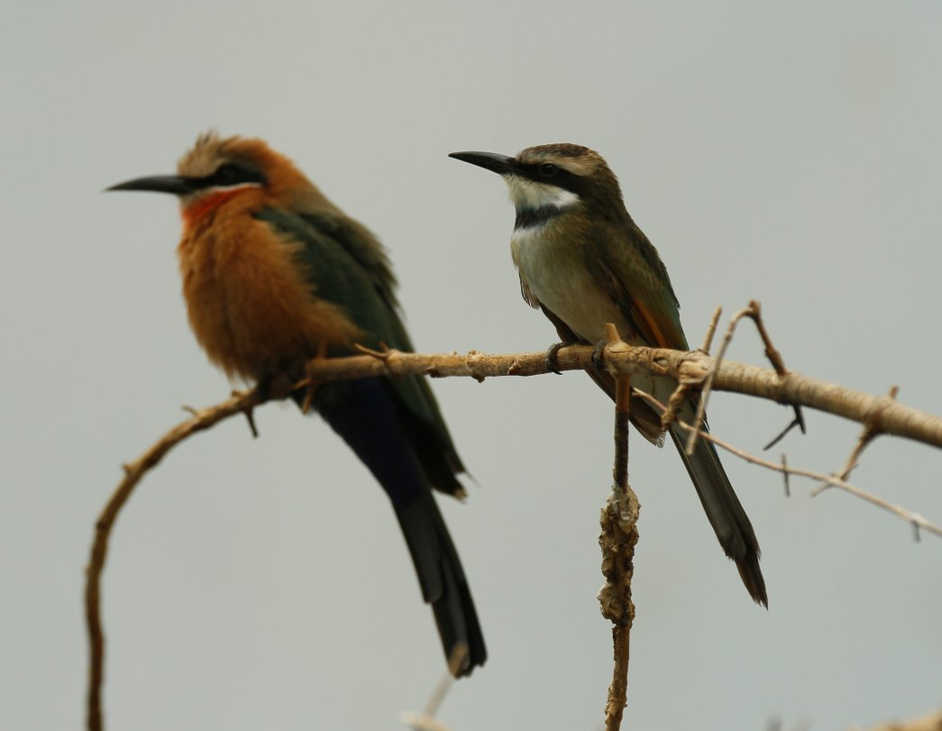 White-throated and white-fronted bee eaters