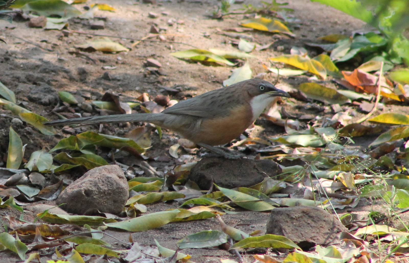 White-throated Babbler (Turdoides gularis)