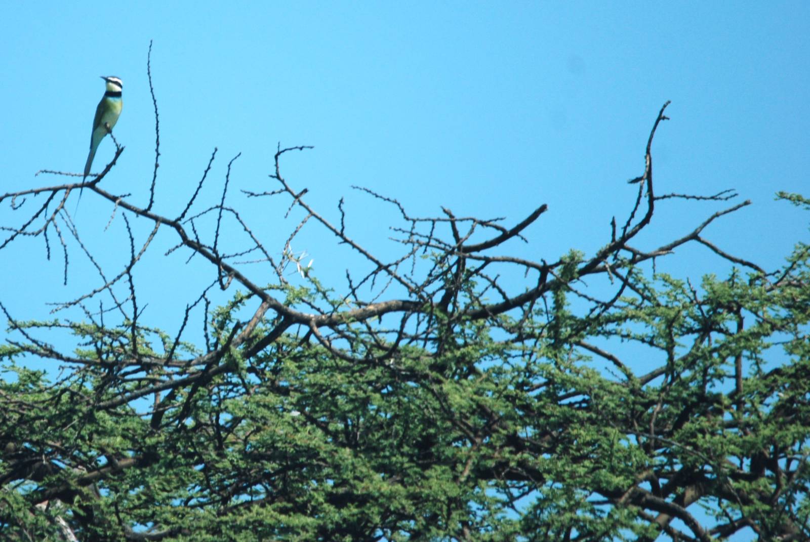White-throated Bee-eater in Awash NP, 12/10/14