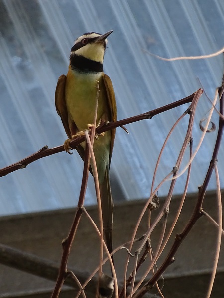 White-throated bee-eater (Merops albicollis) (07/22)