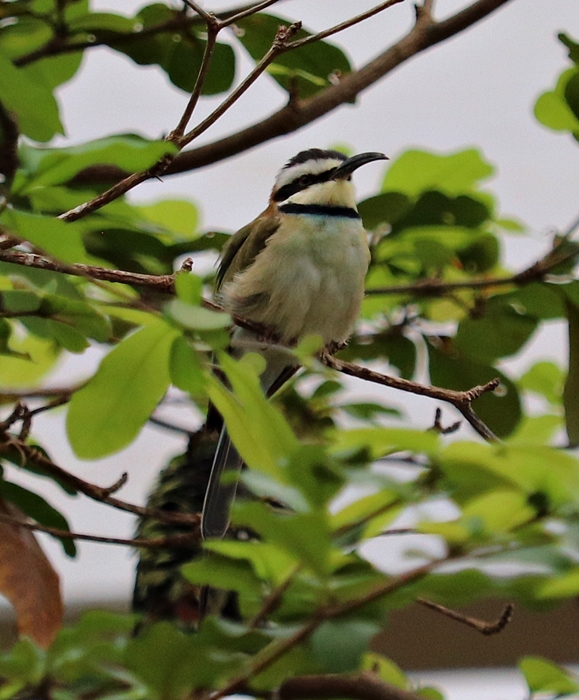White-throated bee-eater (Merops albicollis) - Tropen-Aquarium