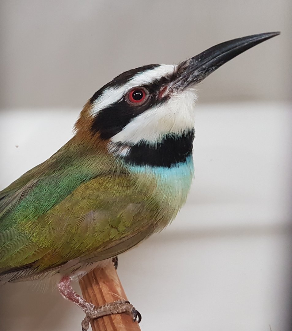 White-throated bee-eater - Merops albicollis