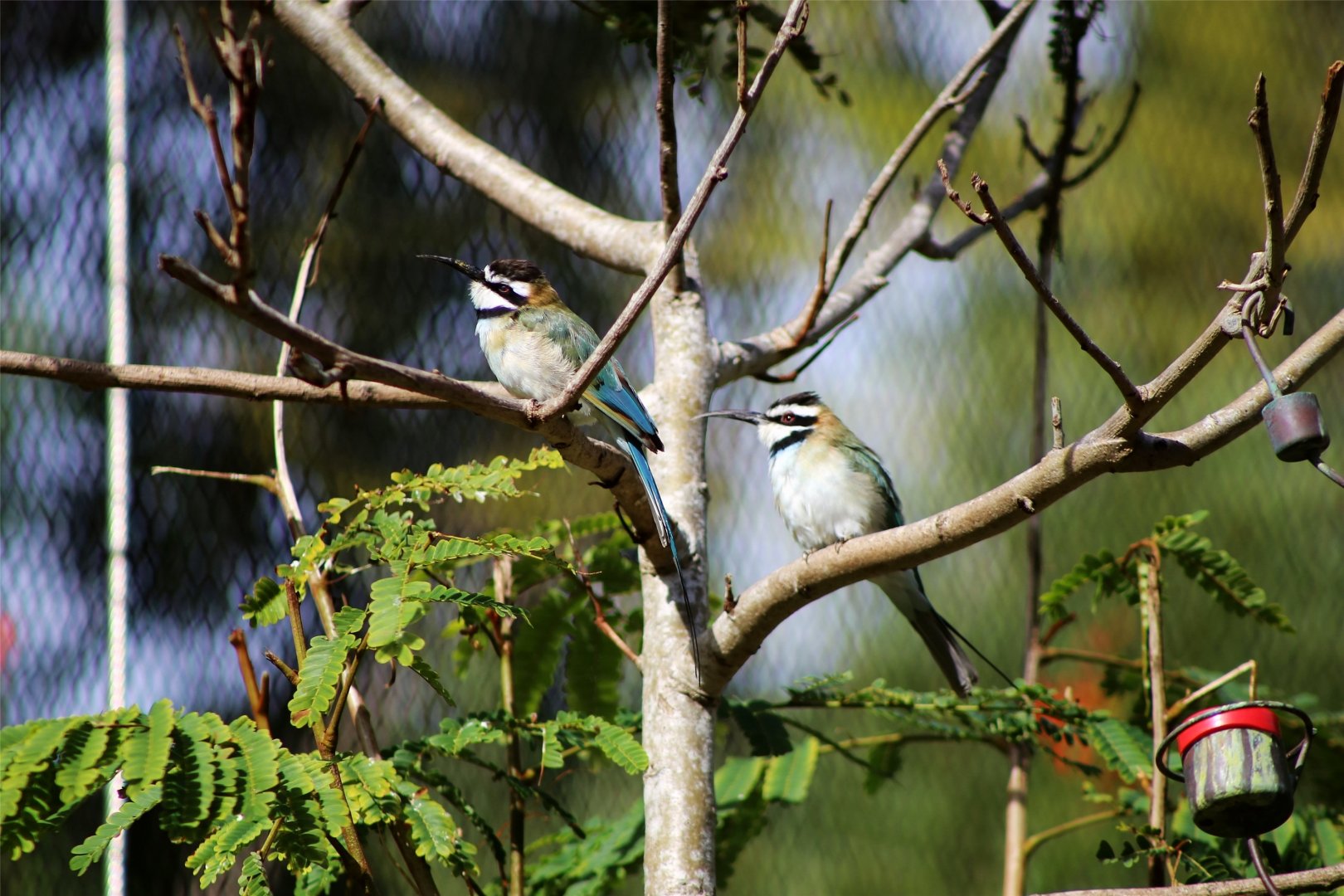 White-throated bee-eater (Merops albicollis)