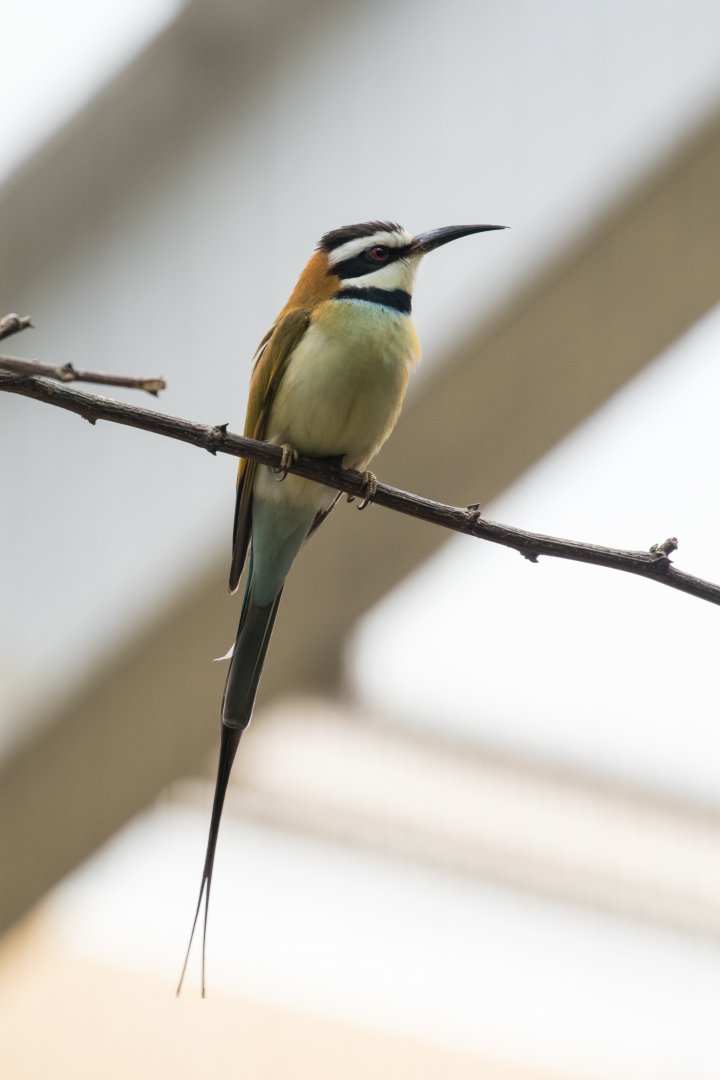 White-throated bee-eater (Merops albicollis)