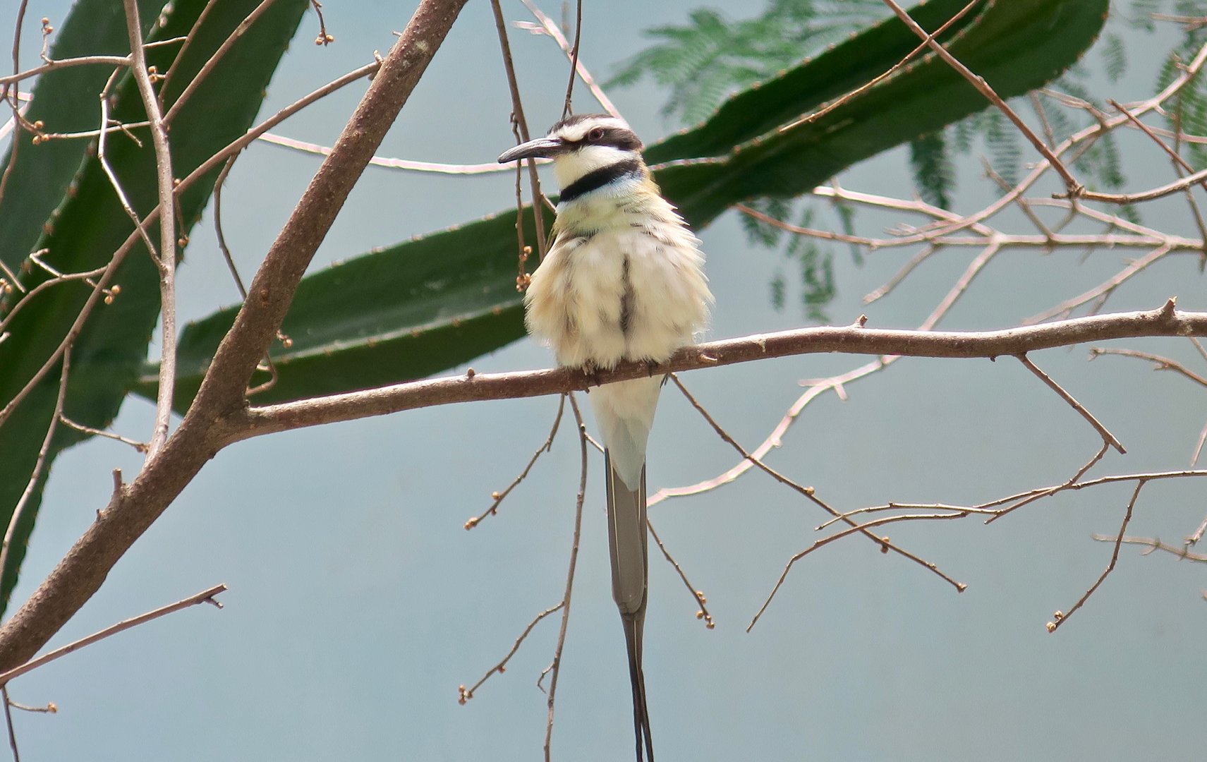 White-Throated Bee-Eater (Merops albicollis)