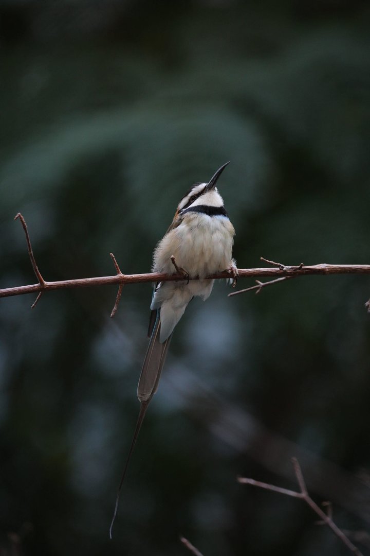 White-throated bee-eater/ Merops albicollis