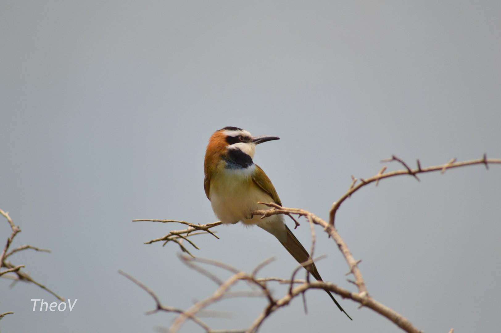 White-throated bee-eater - World of Birds [2017]