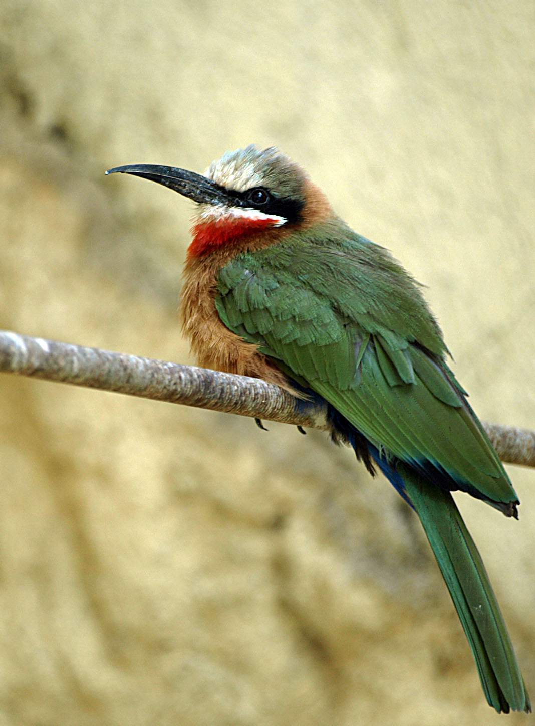 White-throated Bee-eater