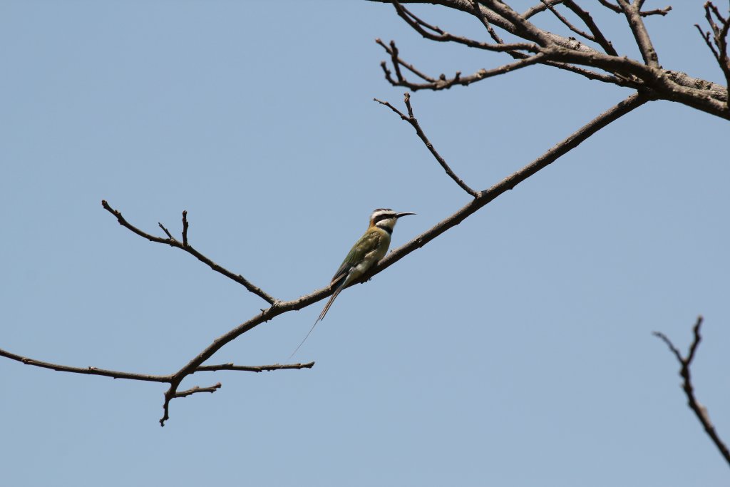 White-throated Bee-eater