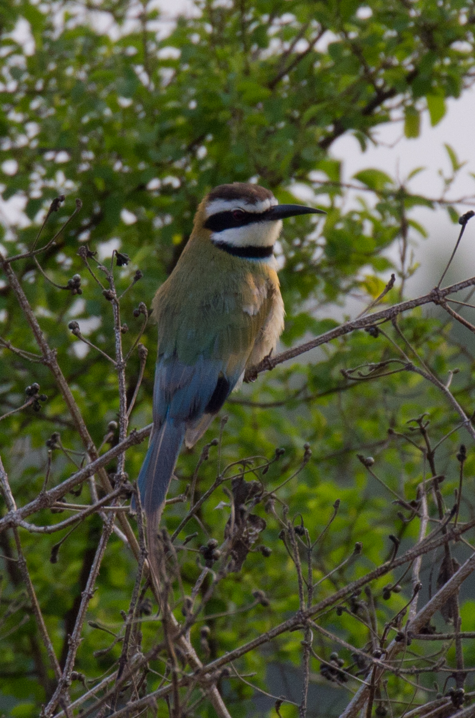 White-throated Bee-eater