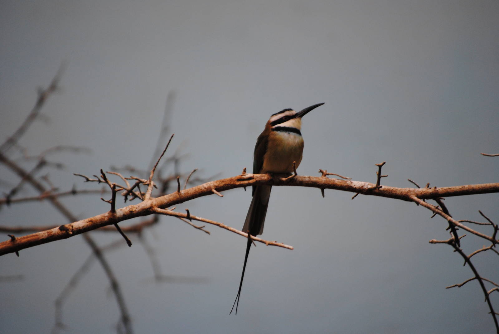 White-Throated Bee-Eater