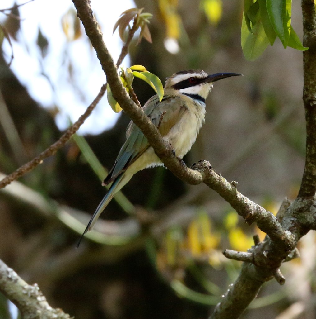 White-throated Bee-eater
