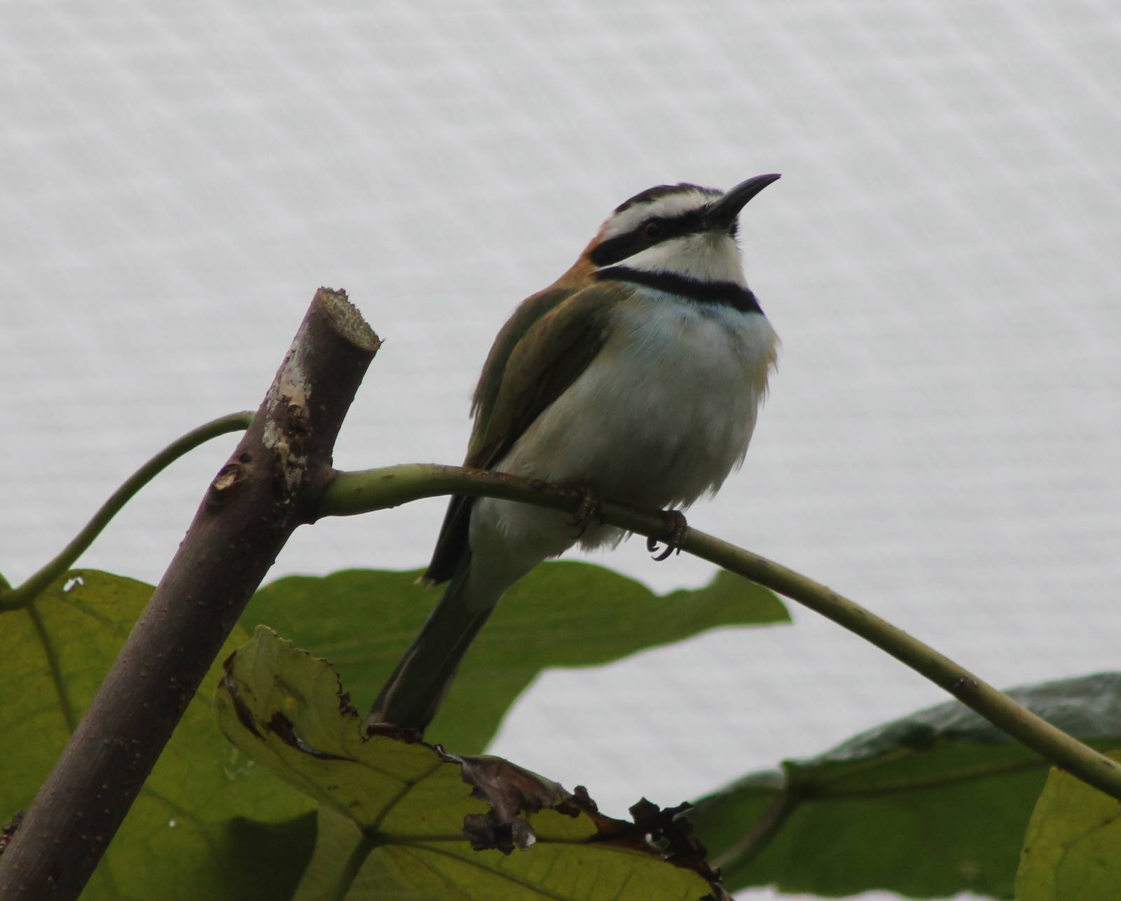 White-throated bee-eater