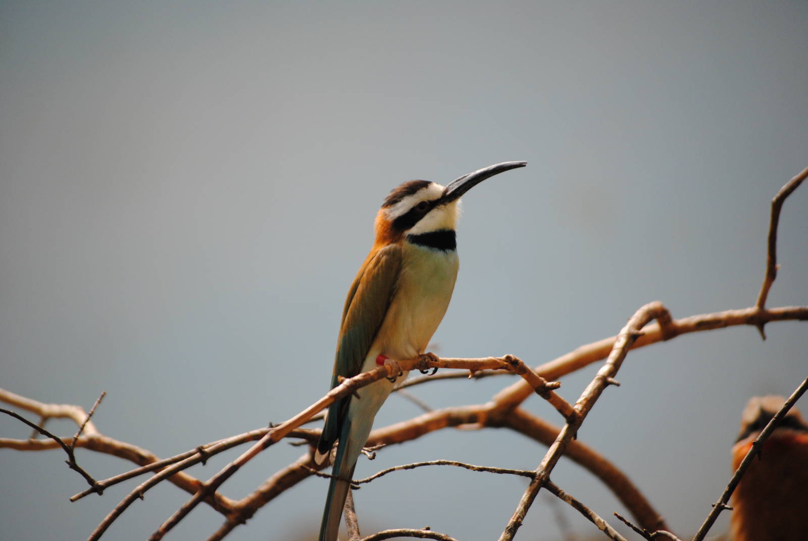 White-Throated Bee-Eater