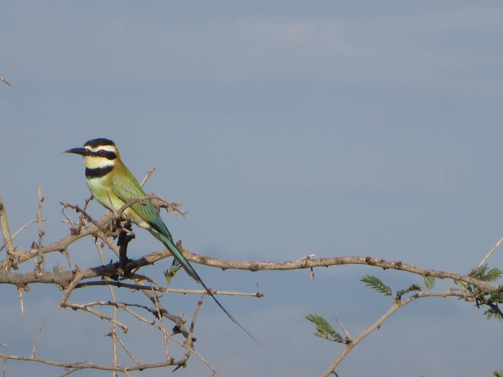 White-throated bee-eater