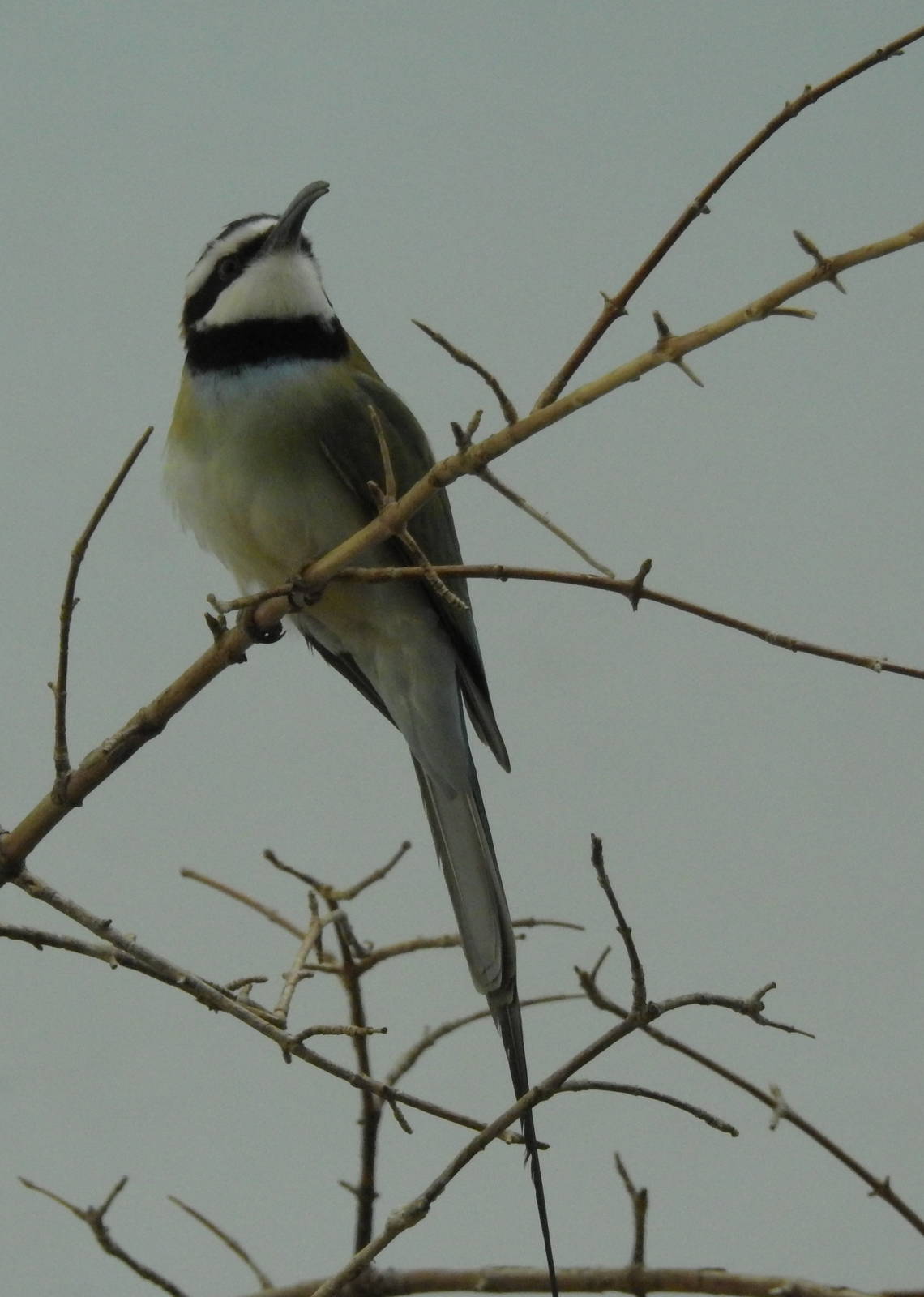 White Throated Bee Eater