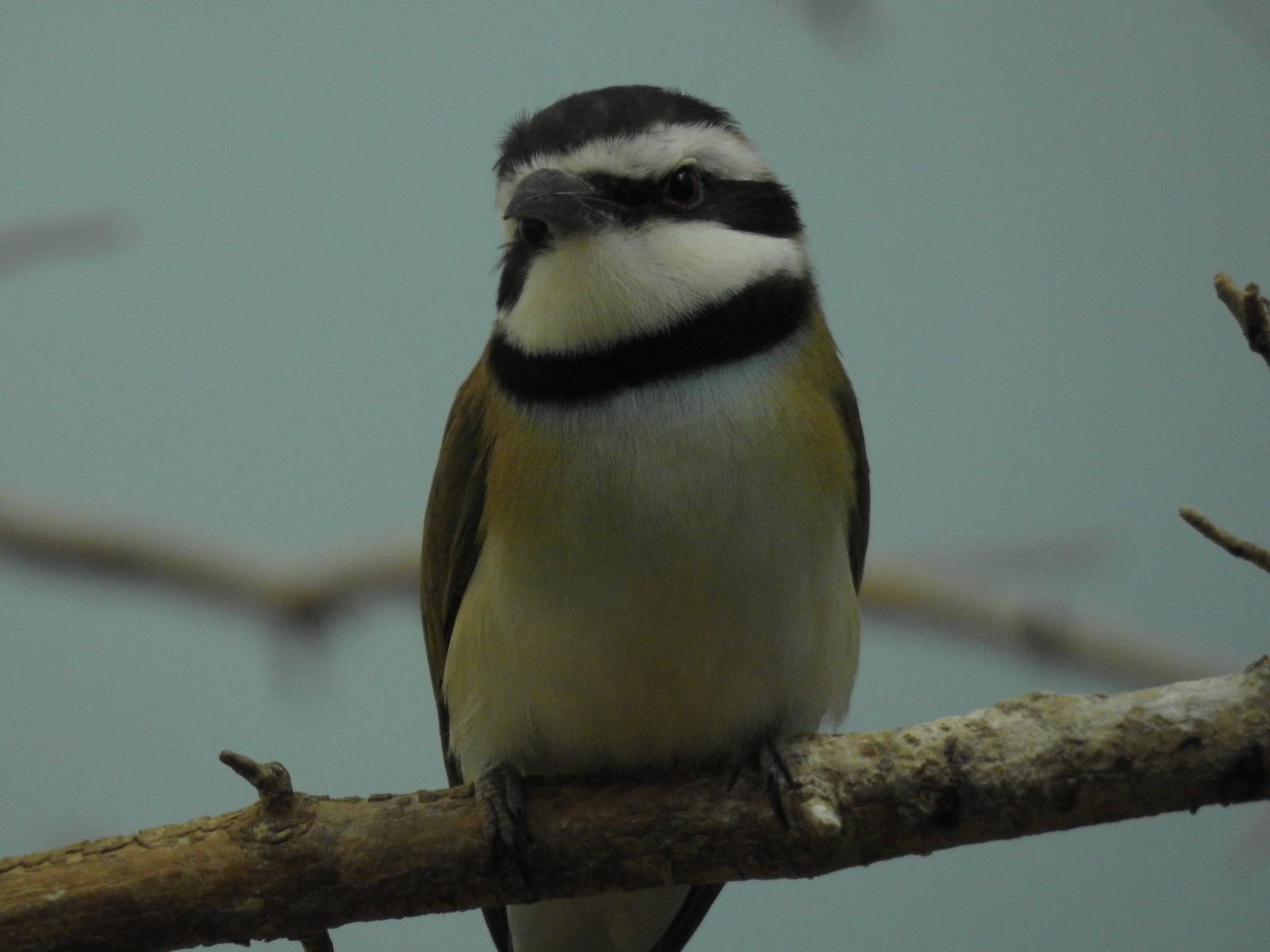 White Throated Bee Eater