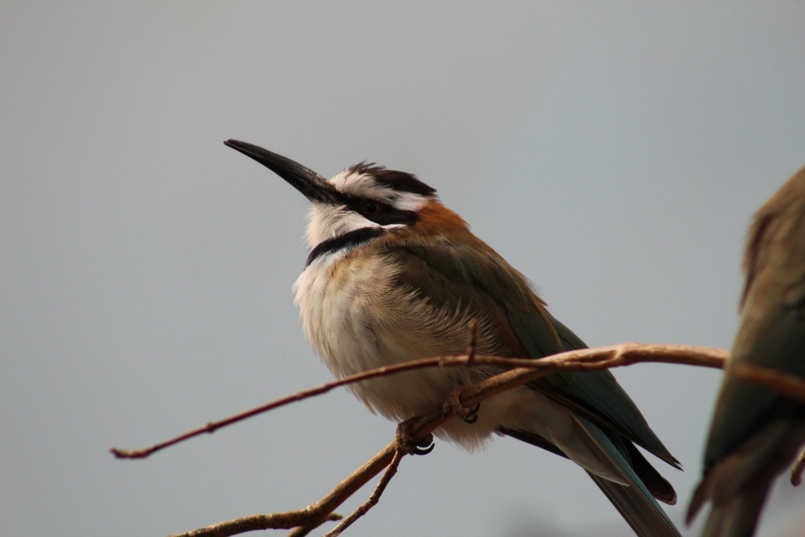 White-Throated Bee-Eater