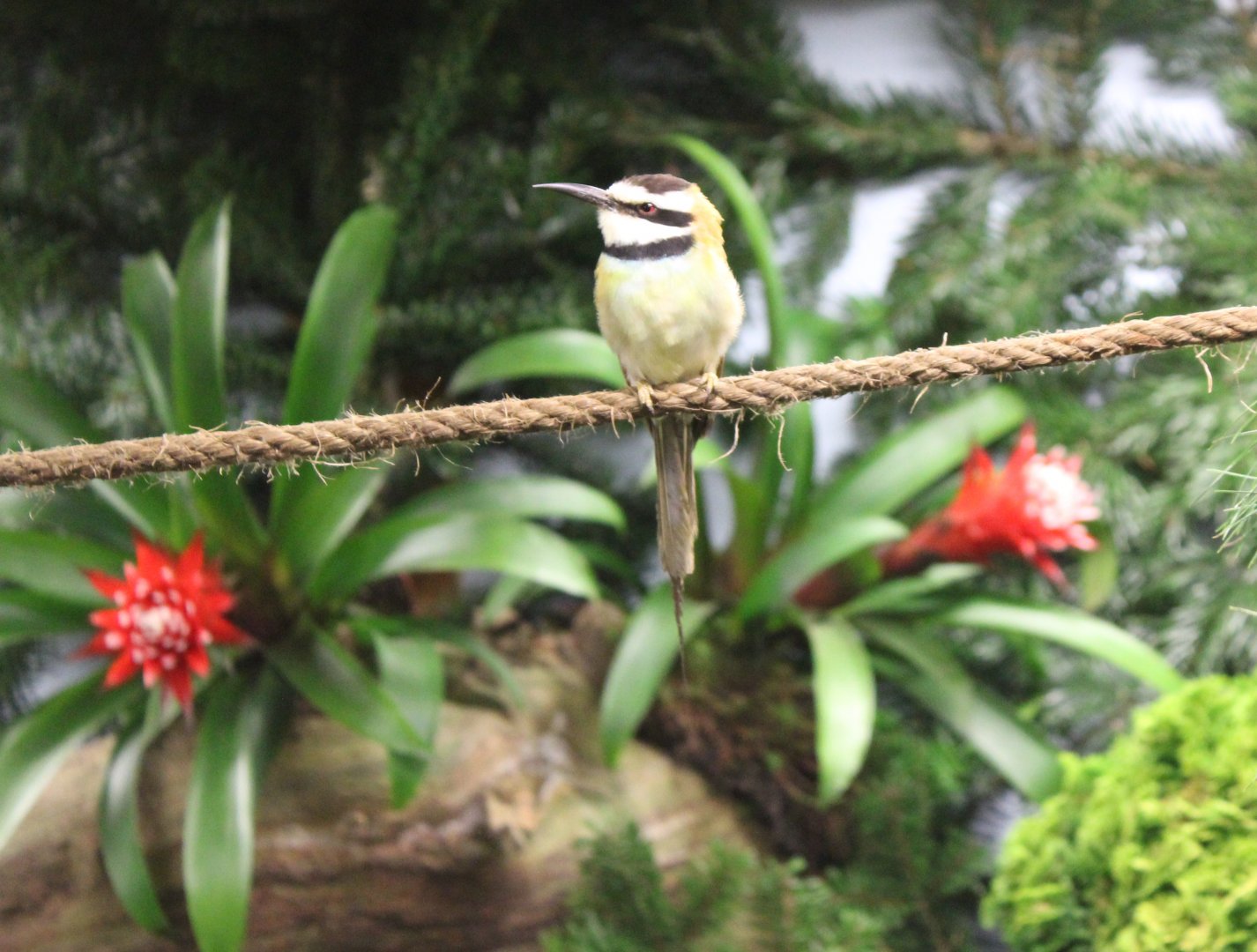 White-throated bee-eater