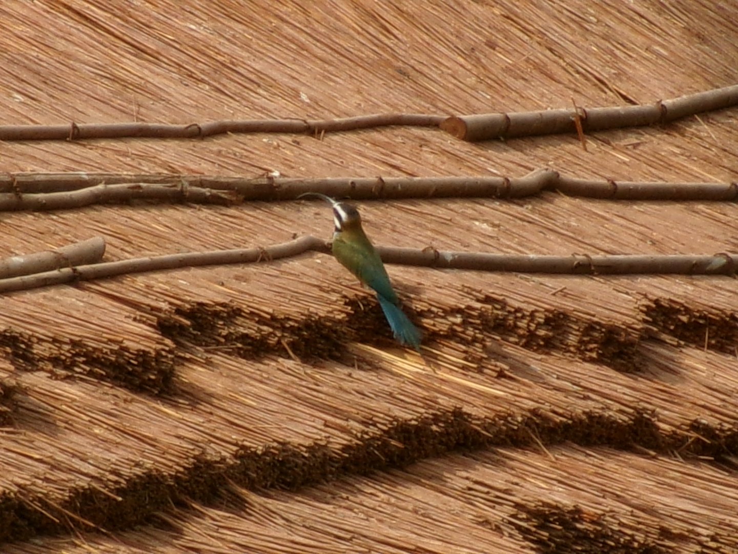 White-throated bee-eater