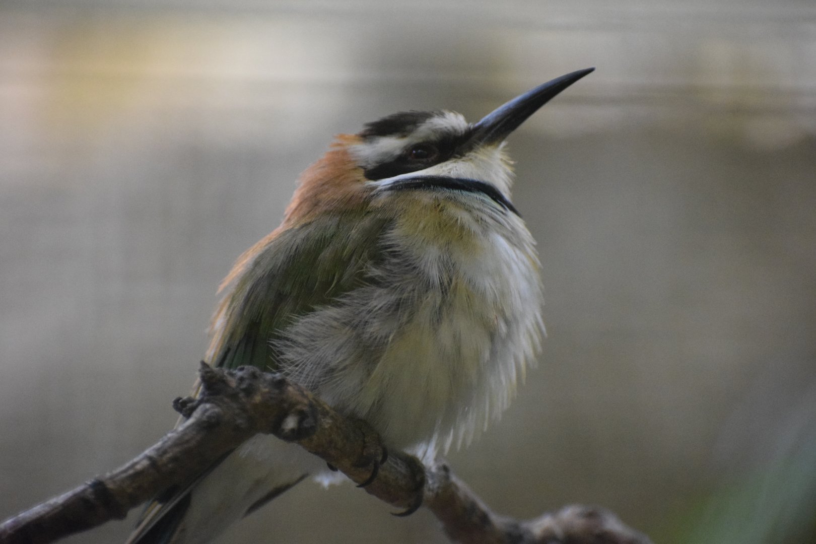 White-throated bee-eater