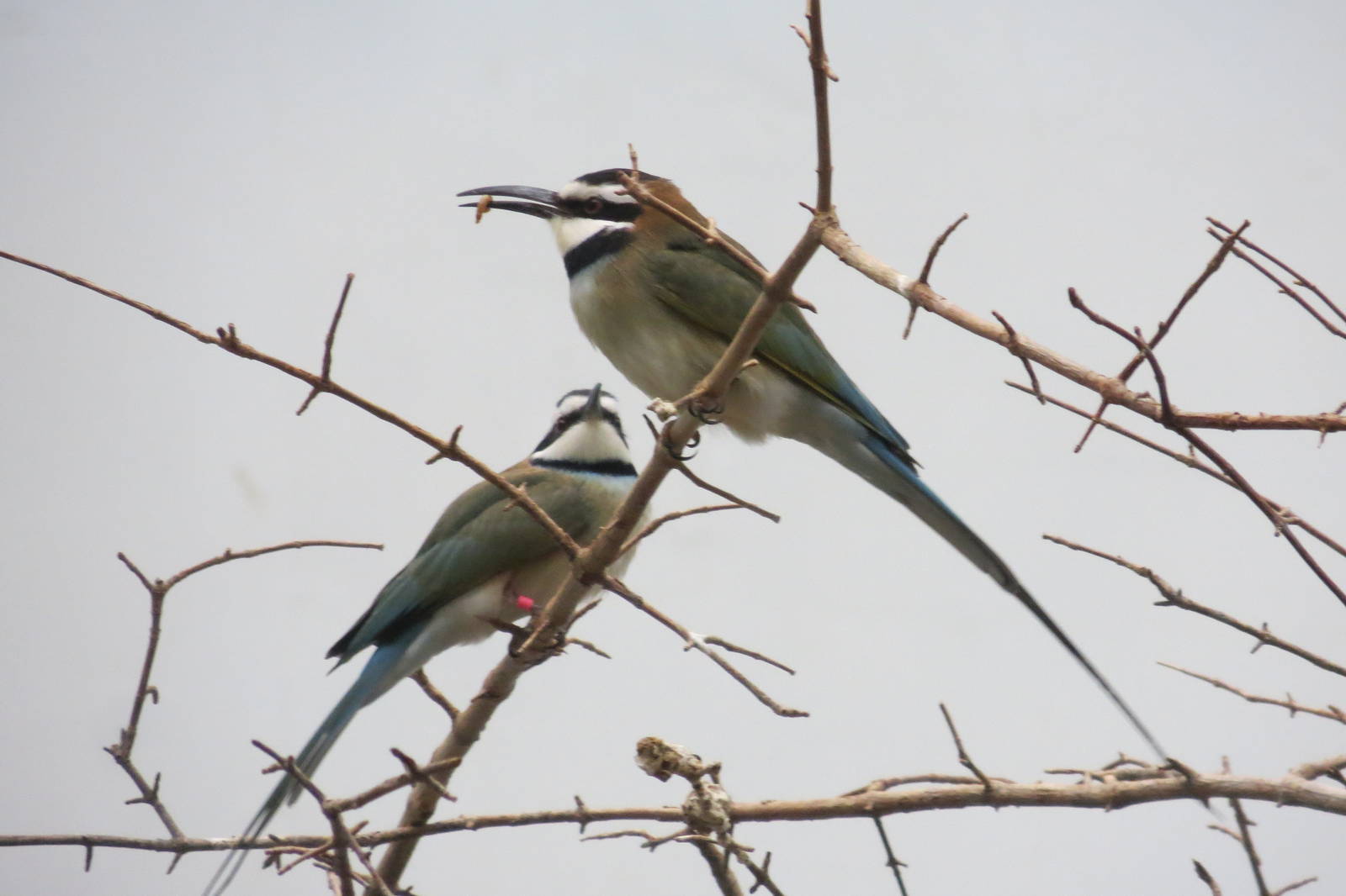 White-throated Bee-eaters - World of Birds 041215