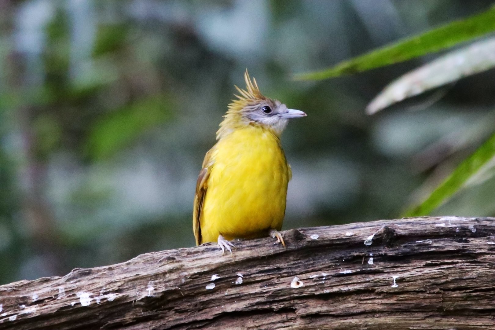 White-throated Bulbul (Alophoixus flaveolus)