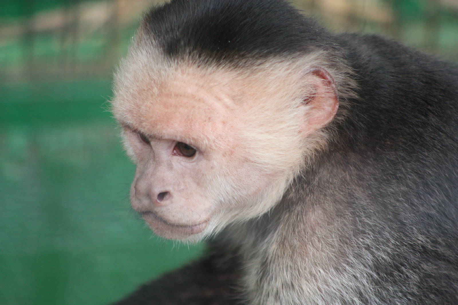 White-throated Capuchin, 13th September 2013