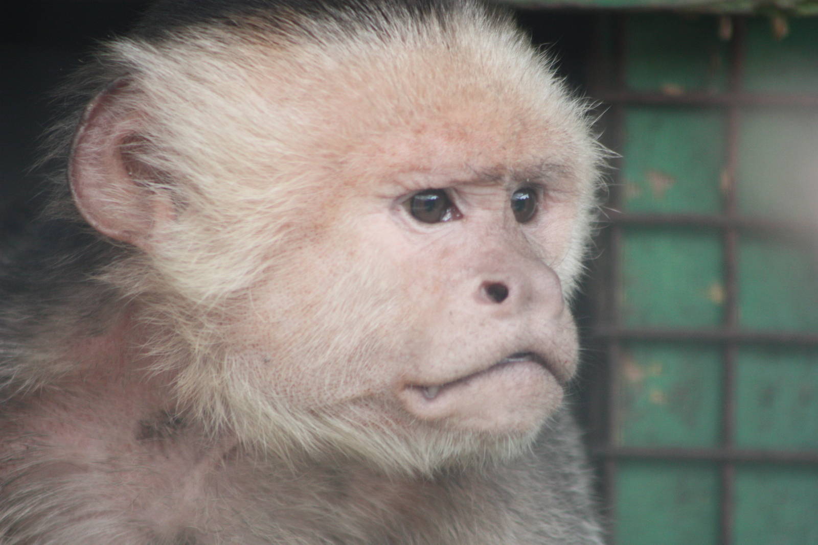 White-throated Capuchin, 13th September 2013