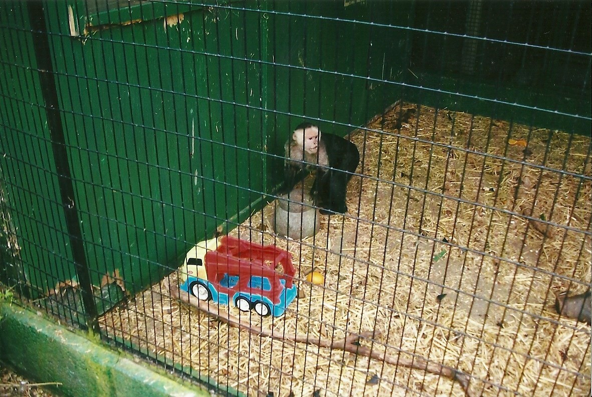 White-throated Capuchin, 13th September 2013